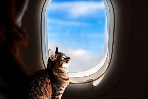 flying with pets on a chartered jet